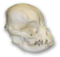 pug-skull-md.jpg