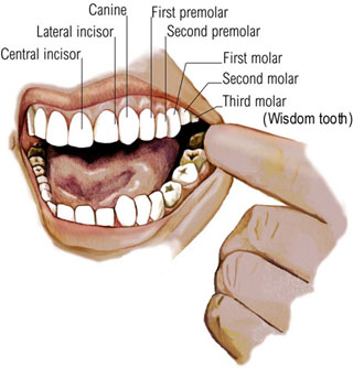teeth.jpg