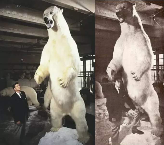 Largest-polar-bear-Alaska-1960.jpg