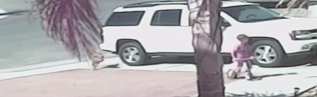 Heroic-Cat-Saves-Little-Boy-from-Dog-Attack.gif