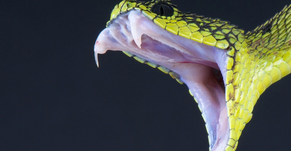 viper-web-1000x520.jpg