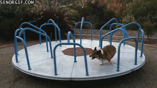 corgi-on-a-merry-go-round.gif