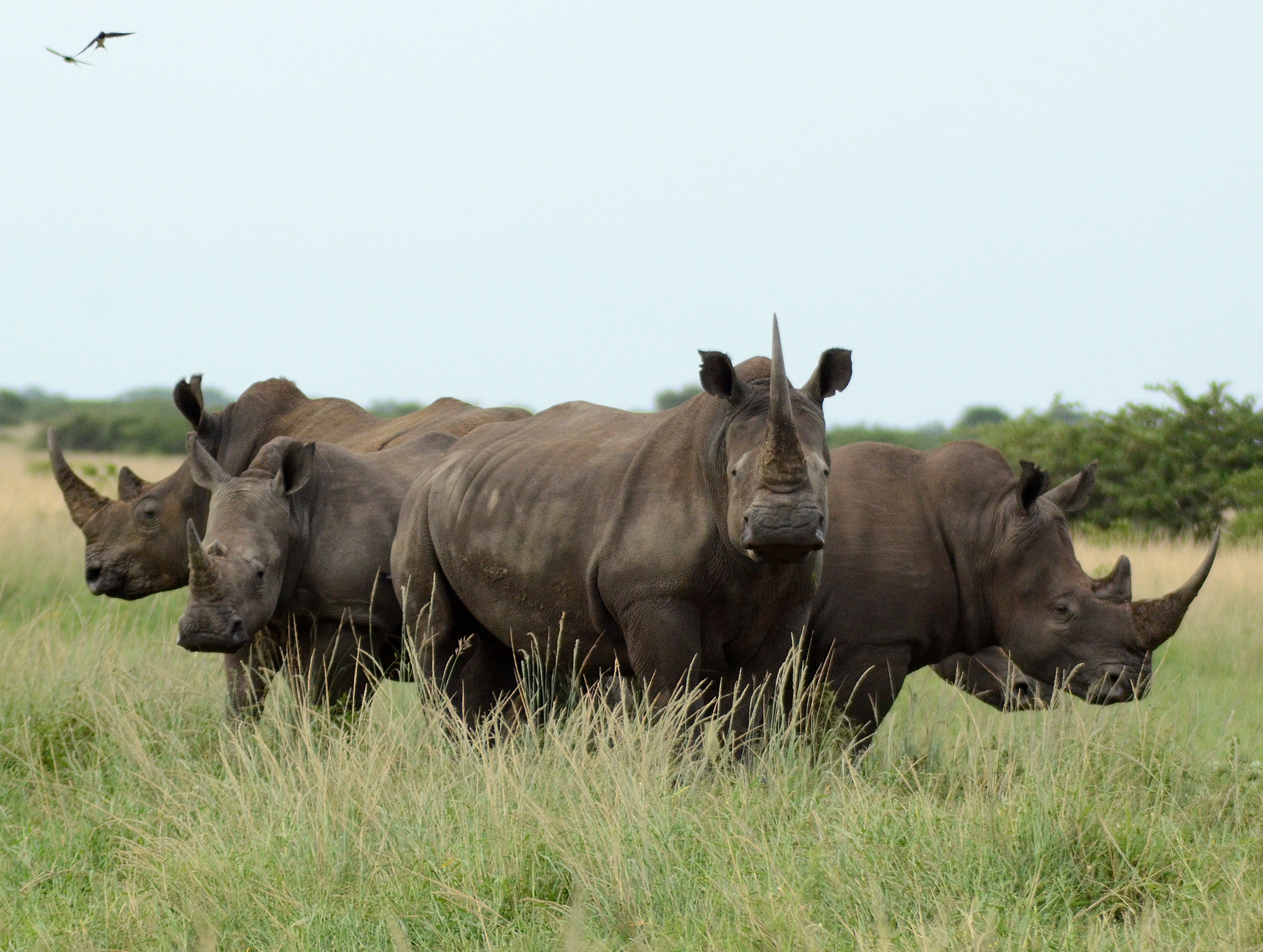 cinco-de-rhino-phinda-south-africa-032714-wrk-101.jpg