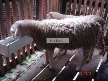 rain-gutter-equals-feeding-trough.jpg