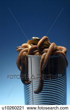 can-worms_~u10260221.jpg