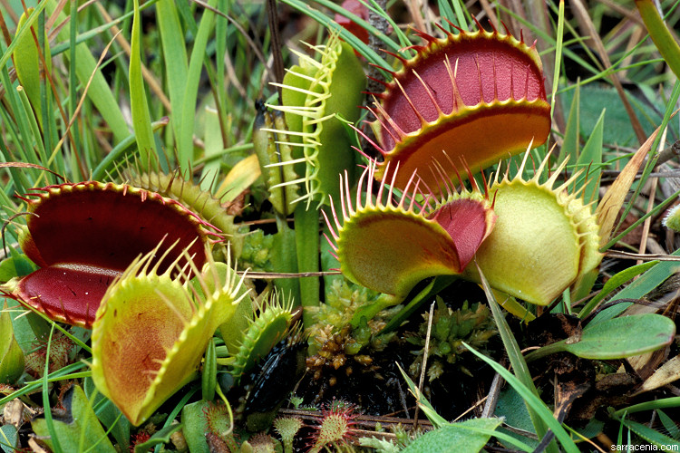 dionamusci070.jpg