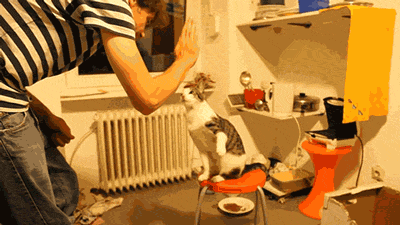 Cat-Three-High-Five-Combo.gif