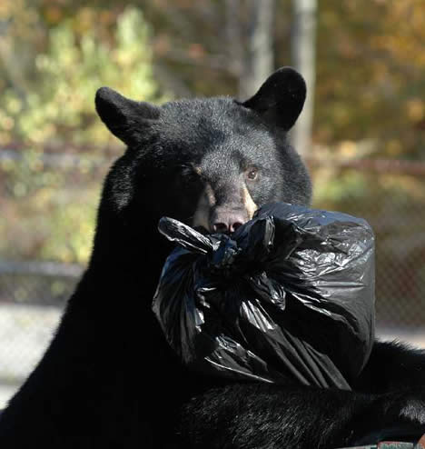 bear_dumpster2.jpg