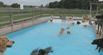 dog-pool-party-lucky-puppy-3.gif