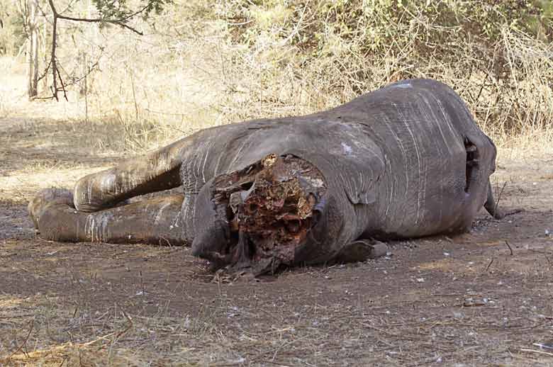 dead-elephant_lznp-2776.jpg