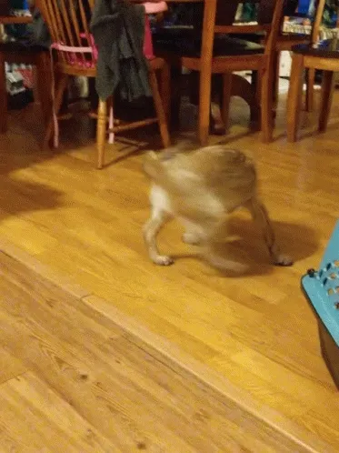 brown-dog-happy-playing-chasing-tail-fa0s7qa5q2zwcgia.webp