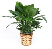 houseplant-12450911.jpg