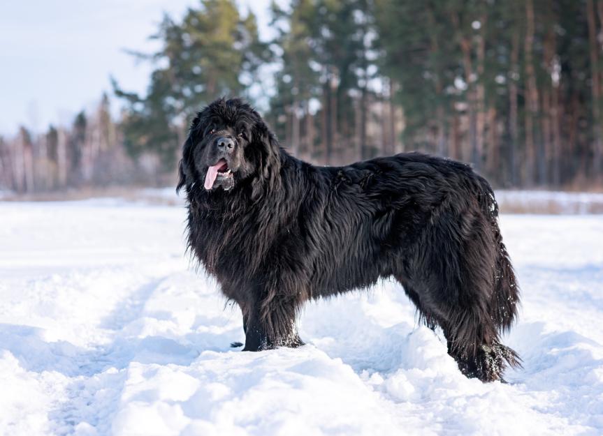 newfoundland-dog.jpg