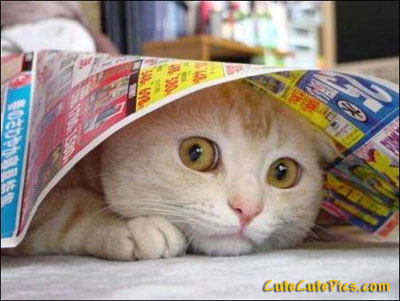 cute-cat-hiding.jpg