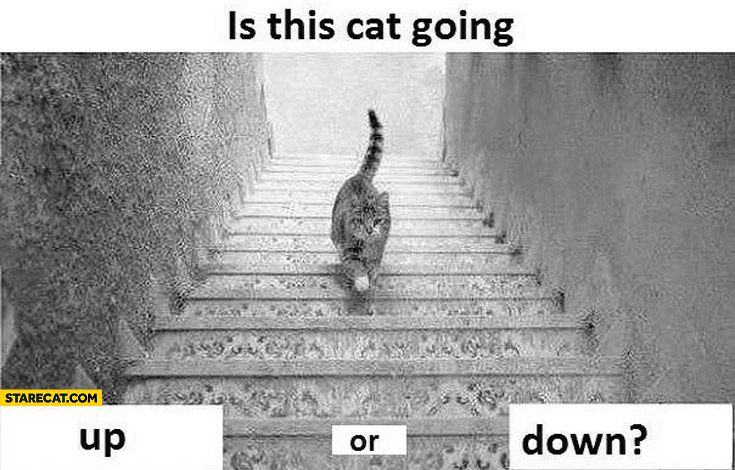 is-this-cat-going-up-or-down.jpg