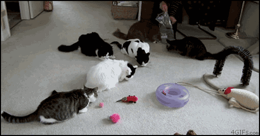 catgifpage81.gif