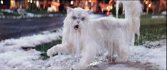 frozen-cat-86294205890.jpeg