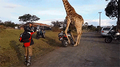 tumblr_nazok0L0OQ1qb6v6ro1_400.gif