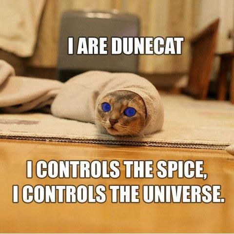 56b70a7aa3abb92da6905729c8210522--spices-funny-cats.jpg