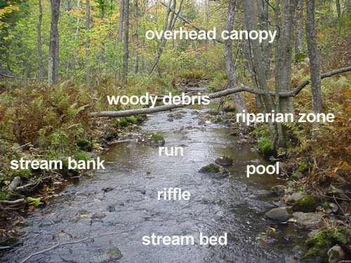 stream_anatomy1.jpg