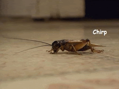 crickets.Hi