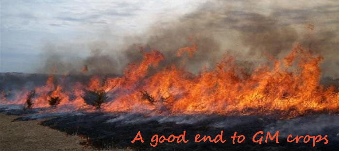 burn-monsanto.jpg