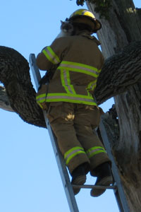 cat-tree.jpg